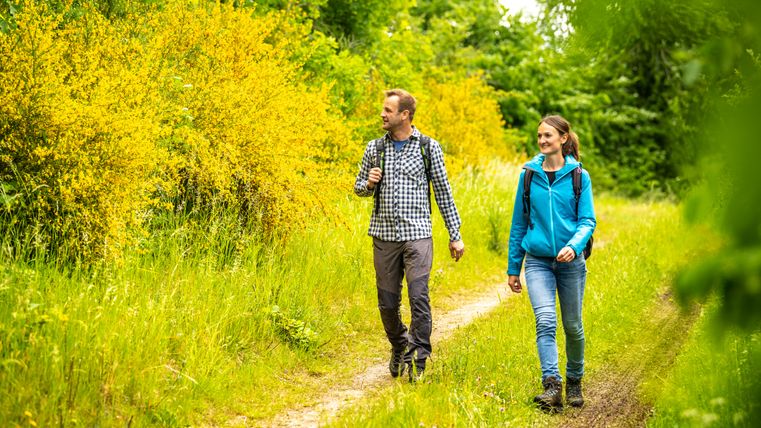 Zwei Personen wandern auf einem Pfad neben blühendem gelbem Ginster.