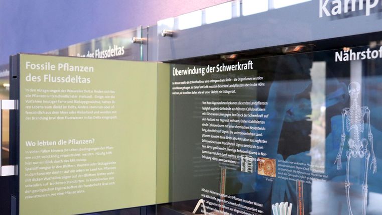 Ein Ausstellungsbereich mit Informationen über fossile Pflanzen des Flussdeltas. Im Hintergrund sind weitere Erklärungen zur Schwerkraft zu sehen.