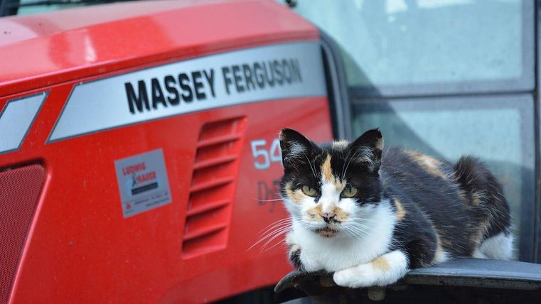 Een kat ligt ontspannen op een tractor van het merk Massey Ferguson. De tractor is rood van kleur en staat in de open lucht.