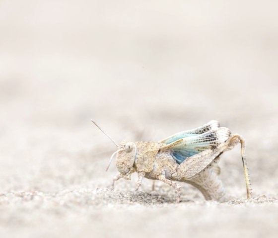 Blaufl&uuml;gelige &Ouml;dlandschrecke bei der Eiablage. , &copy; Naturpark S&uuml;deifel/Thomas Kirchen