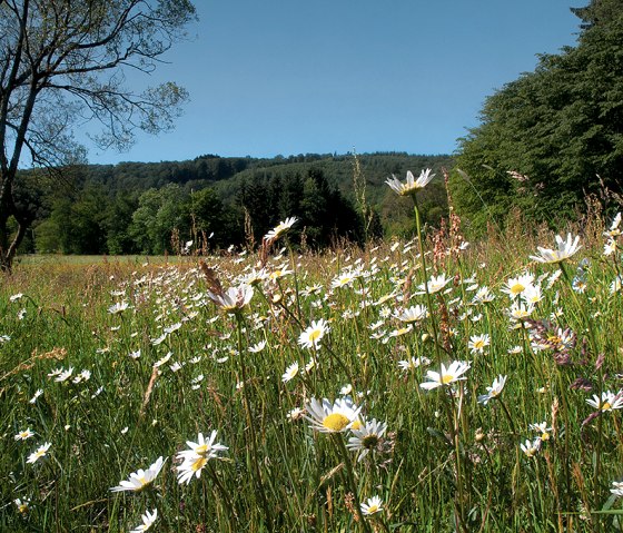 Daisy meadow on the Nat'Our Route 2, © Naturpark Südeifel, R. Clement