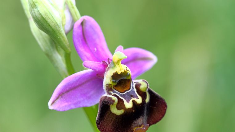 Orchidee Hummel-Ragwurz