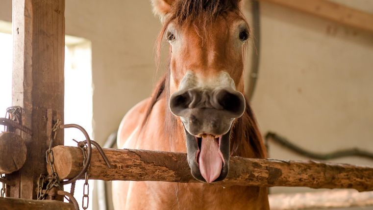 Een vrolijk paard kijkt uit zijn stal. Het heeft zijn tong uitgestoken en lijkt nieuwsgierig.