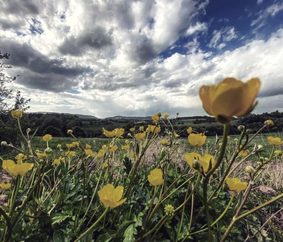 Wide fields and meadows characterize the circular hiking trail no. 84, © Felsenland Südeifel Tourismus, Anna Carina Krebs