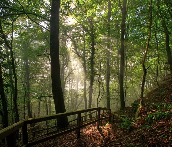Ein Waldweg mit Holzgeländer, umgeben von hohen Bäumen. Sonnenstrahlen brechen durch das Blätterdach und beleuchten den Boden., © Naturpark Südeifel, C. Schleder
