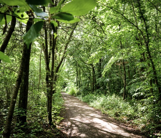 Ein schmaler Waldweg schl&auml;ngelt sich durch einen dichten, gr&uuml;nen Wald. Sonnenlicht f&auml;llt durch die Bl&auml;tter und erzeugt ein lebendiges Spiel aus Licht und Schatten., &copy; TI Bitburger Land