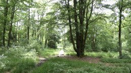 Moore-Pfad Schneifel, &copy; Tourist-Information Pr&uuml;mer Land