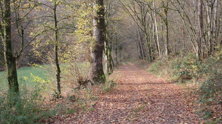 Ein mit Laub bedeckter Waldweg führt durch einen herbstlichen Wald mit kahlen Bäumen und vereinzeltem Grün.