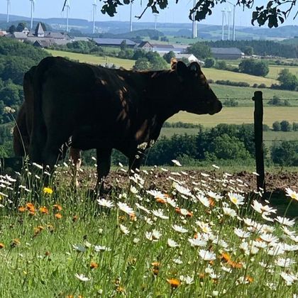 Een koe staat op een weiland, omringd door kleurrijke wilde bloemen. Op de achtergrond strekt een groene landschap zich uit met uitgestrekte velden.