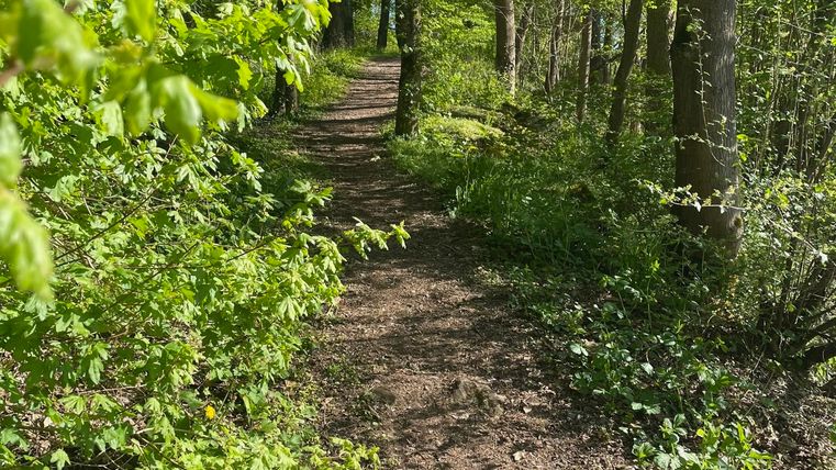 Ein schmaler Wanderweg führt durch einen grünen Wald. Die Sonne scheint durch die Bäume und beleuchtet das weiche Erdreich.