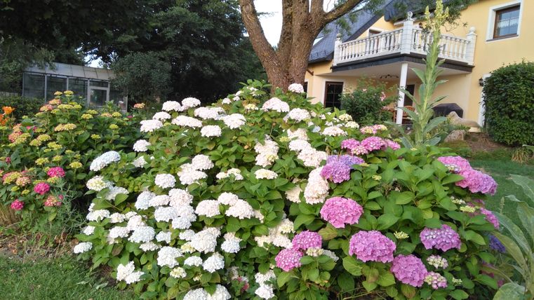 Ein schöner Garten mit bunten Hortensien in Weiß, Rosa und Lila. Im Hintergrund ist ein Haus mit einem Balkon zu sehen.
