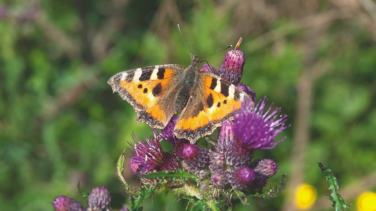 Un papillon avec des ailes orange et noires est posé sur des fleurs violettes. L'arrière-plan est vert et luxuriant.