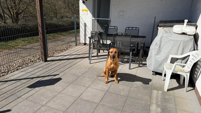 Un chien est assis sur une terrasse devant une maison. Il y a des tables et des chaises ainsi qu'une terrasse en pavés.
