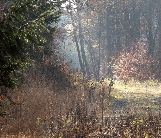 Ein herbstlicher Waldweg im Grimbachtal, gesäumt von buntem Laub und beleuchtet von sanften Sonnenstrahlen., © V. Teuschler