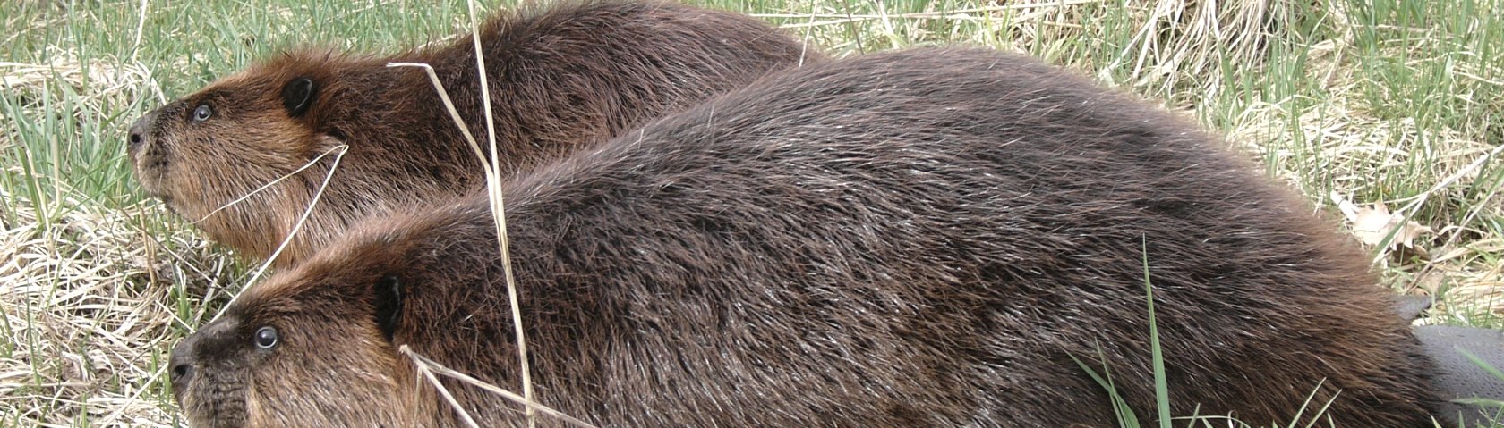 Biber am Stausee Irsental, Biberzentrum RLP der GNOR e V, &copy; Biberzentrum RLP der GNOR e V
