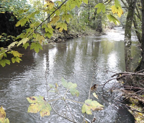 Ein ruhiger Fluss fließt durch eine von Bäumen gesäumte Landschaft. Die Blätter sind herbstlich gefärbt, teils gelb und grün., © Felsenland Südeifel Tourismus, Christian Calonec-Rauchfuss