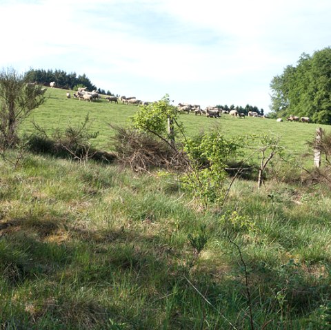 Eifel sheep, &copy; V. Teuschler