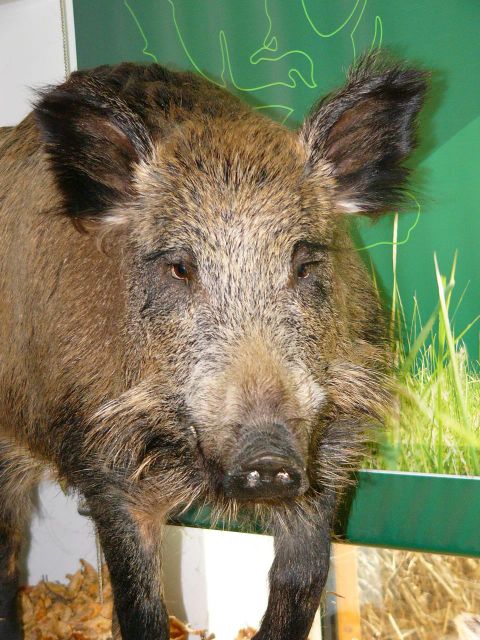 Ein Wildschwein mit einem dichten, borstigen Fell und beeindruckenden Ohren. Es steht vor einem grünen Hintergrund mit Graspflanzen.