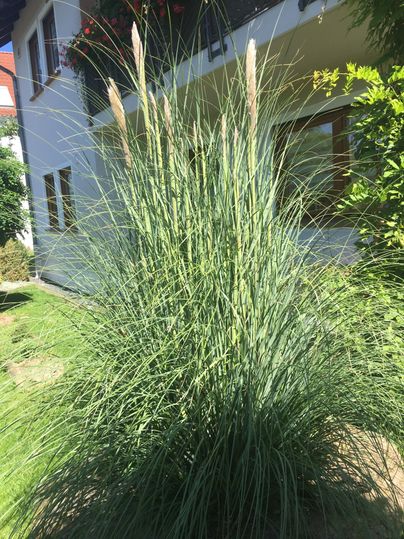Une grande plante herbacée avec de longues feuilles étroites se trouve dans un jardin. En arrière-plan, un bâtiment avec des fenêtres et des plantes est visible.