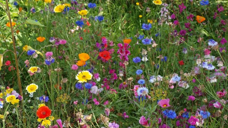 Un champ de fleurs coloré avec une variété de fleurs sauvages dans différentes couleurs. Les fleurs vives donnent à la scène une atmosphère joyeuse.