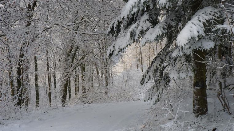 A snow-covered forest path with snow-laden trees. The landscape exudes calmness and cold.