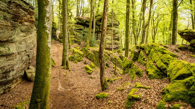 Ein Waldweg führt durch einen moosbedeckten, felsigen Schluchtenwald bei Bollendorf.