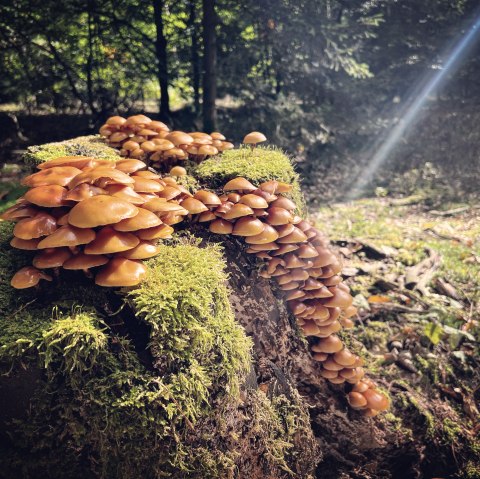 Pilze auf einem Baumstumpf, © Felsenland Südeifel/Anna Carina Krebs