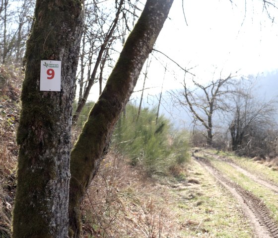 Wanderweg Nr. 9 im Ourtal, © Tourist-Information Islek