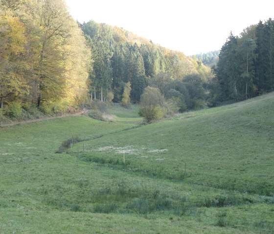 Gr&uuml;ne Wiesen im Alsbachtal, umgeben von herbstlich gef&auml;rbten B&auml;umen. Ein schmaler Pfad f&uuml;hrt durch die Landschaft., &copy; Felsenland S&uuml;deifel Tourismus GmbH, Christian Calonec-Rauchfuss