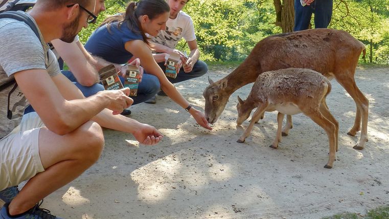 Eine Gruppe von Menschen füttert zwei Rehe in einem Park. Die Umgebung ist grün und sonnig.