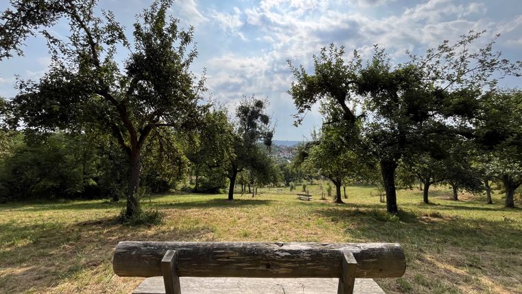 Ausblick von einer Bank in den Naschgarten