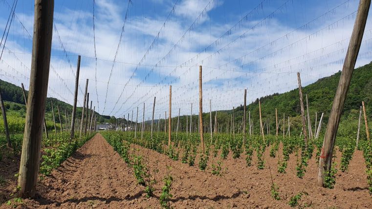 Een hopveld met hoge palen en goed onderhouden rijen planten. De lucht is blauw met enkele wolken en de omgeving is groen.