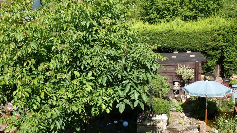 Ein schöner Garten mit einem großen Baum und einem Sonnenschirm. Im Hintergrund sind eine Gartenhütte und grüne Pflanzen zu sehen.