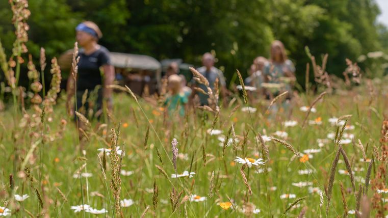 Een groep mensen wandelt door een bloeiend weiland met kleurige wilde bloemen. Op de achtergrond zijn bomen en een wagen te zien.