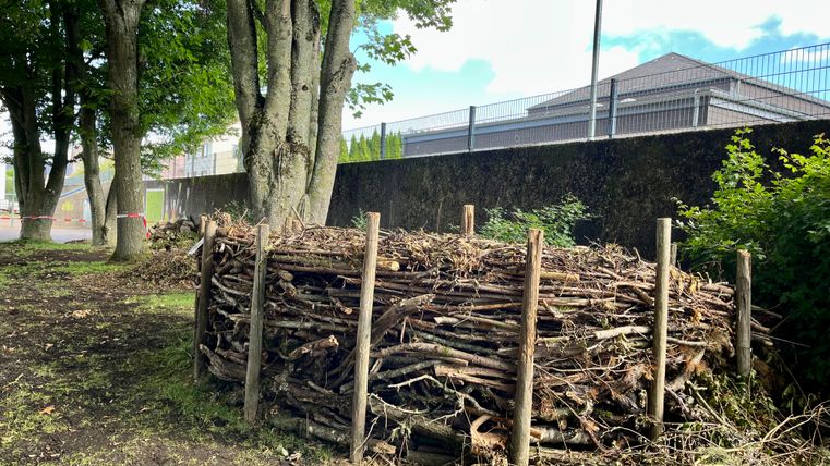 Benjeshecke Grundschule Wolsfeld