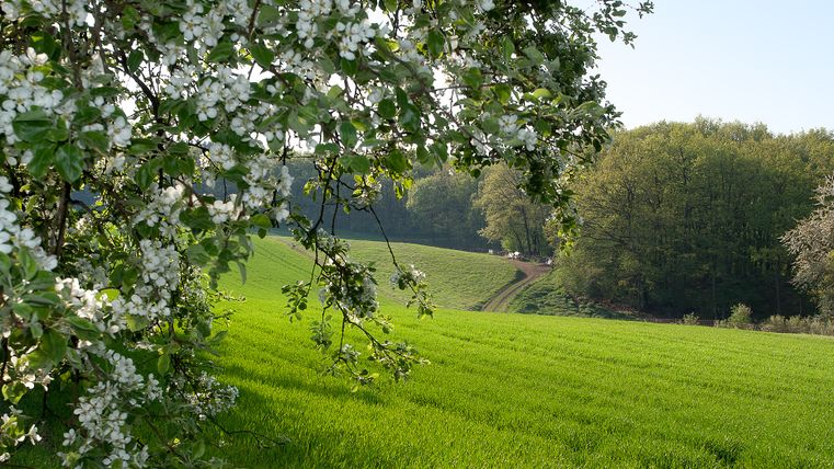 Arbre en fleurs au premier plan, prairie verte et forêt à l'arrière-plan.