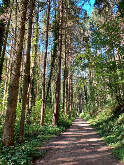 A narrow path winds through a peaceful forest with tall trees. The sunlight filters through the canopy and creates a tranquil atmosphere.