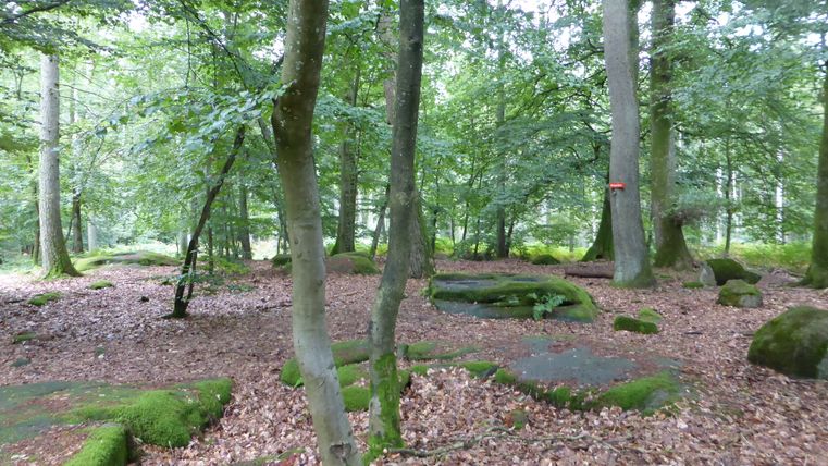 Forêt avec des pierres recouvertes de mousse et des feuilles mortes au sol.