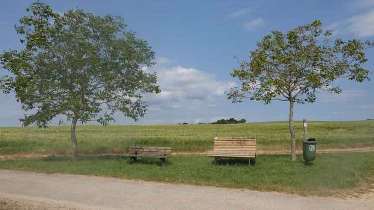 Zwei Bänke und ein Mülleimer zwischen Bäumen auf einem Rastplatz vor einem Feld.