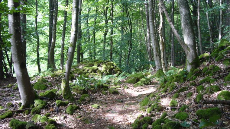 Ein schmaler Waldpfad mit moosbedeckten Steinen und Bäumen im Sonnenlicht.