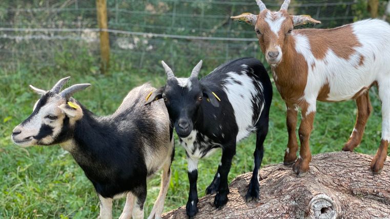 Drei Ziegen stehen auf einem Baumstamm in einem grünen Bereich. Sie haben unterschiedliche Fellfarben und sehen neugierig aus.