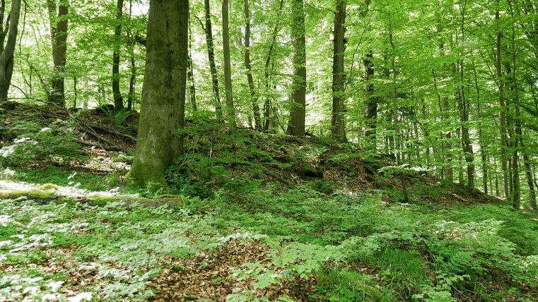 Ein grüner Wald mit dichtem Laub und Bäumen auf einem Hügel.