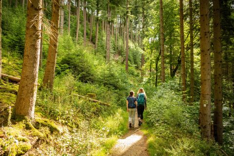 Zwei Personen wandern auf einem schmalen Weg durch einen grünen Wald. Die Bäume sind hoch und die Sonne scheint durch das Blätterdach.