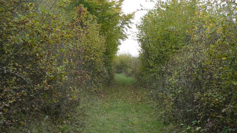 Ein schmaler, grasbewachsener Weg, gesäumt von dichten Hecken und Bäumen im Herbst.
