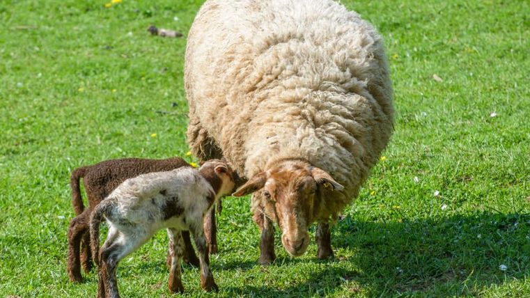 Een moeder-schaap met twee lammetjes op een groene wei. De lammetjes verkennen nieuwsgierig hun omgeving.