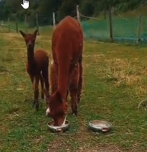 Zwei Alpakas fressen aus Schalen auf einer grünen Wiese. Im Hintergrund sieht man einen Zaun und etwas Natur.