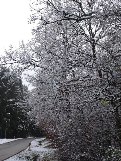 Een besneeuwd winterlandschap met bomen die bedekt zijn met sneeuw. De weg kronkelt zachtjes tussen de bomen.