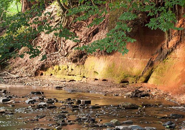 Un petit ruisseau coule le long d'un mur de terre rougeâtre, entouré d'arbres verts.