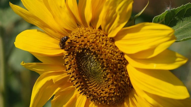 Une tournesol ensoleillé avec des pétales jaunes éclatants et un cœur brun. Une abeille est posée sur la fleur.
