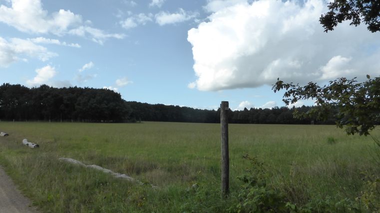 Prairie verte avec une forêt en arrière-plan et un ciel bleu avec des nuages.